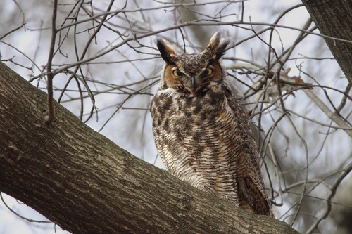 Great Horned Owl photographed in New Jersey