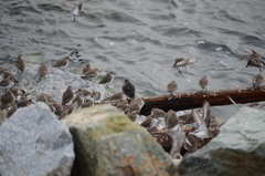 Calidris ptilocnemis