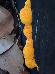 Piptoporus australiensis