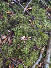 Brotherella recurvans