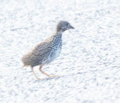 Turnix maculosus