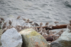 Calidris ptilocnemis