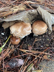 Chlorophyllum brunneum