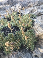 Petrophytum caespitosum caespitosum