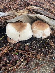 Chlorophyllum brunneum