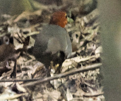 Rallina tricolor