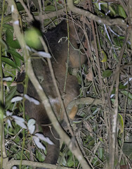 Dendrolagus lumholtzi