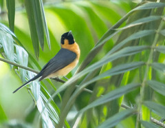 Symposiachrus trivirgatus