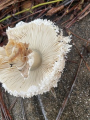 Chlorophyllum brunneum