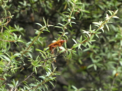 Sphictostethus nitidus
