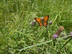 Lycaena 'canterbury common copper'