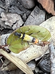 Chauliognathus imperialis