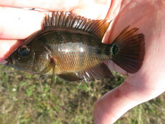 Mayaheros urophthalmus