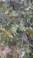 Quercus emoryi