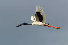 Ephippiorhynchus asiaticus