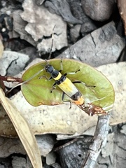 Chauliognathus imperialis