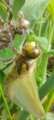Libellula quadrimaculata