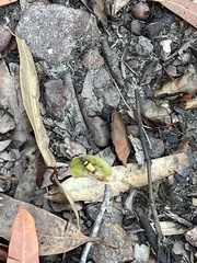 Chauliognathus imperialis