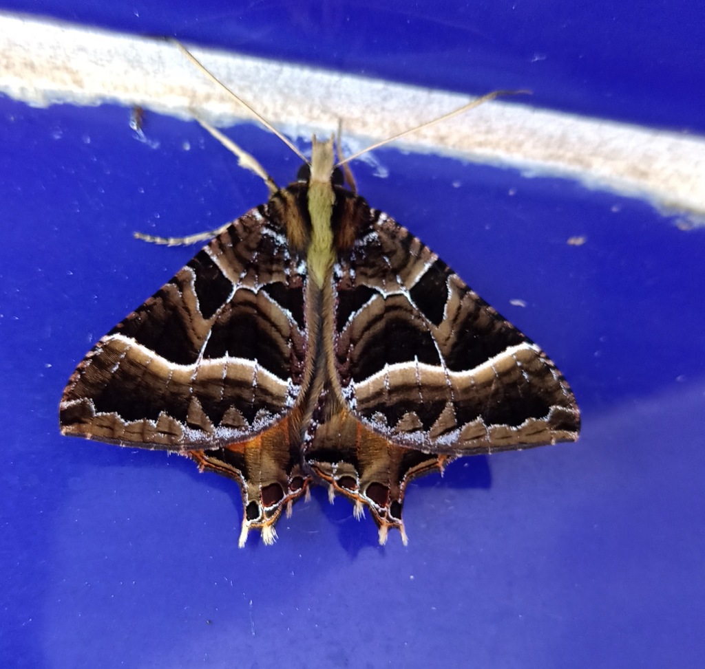 Coronidia meticulosa