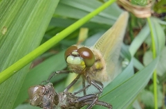 Libellula quadrimaculata