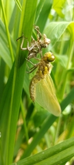 Libellula quadrimaculata