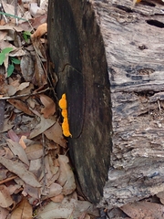 Piptoporus australiensis