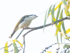 Melithreptus albogularis
