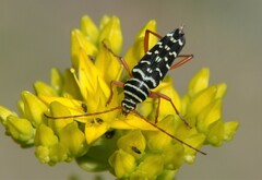 Placosternus erythropus