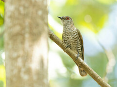 Chrysococcyx minutillus