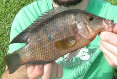 Mayaheros urophthalmus