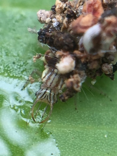 Green lacewing photo 3