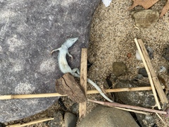 Podarcis siculus campestris