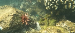 Stethojulis balteata