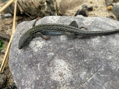 Podarcis siculus campestris