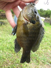 Lepomis punctatus