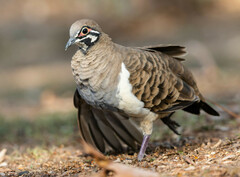 Geophaps scripta