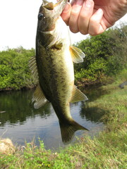 Micropterus floridanus