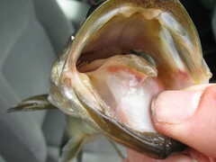 Micropterus floridanus