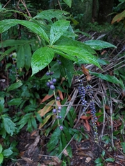 Gonzalagunia hirsuta