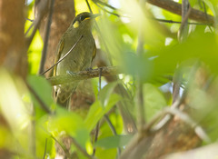 Meliphaga notata