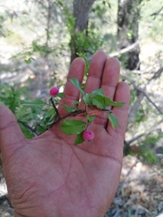 Malacomeles denticulata