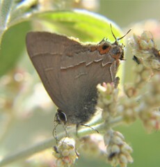 Electrostrymon guzanta