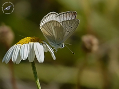 Polyommatus menalcas