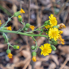 Hieracium scabrum