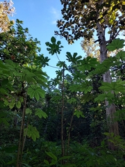 Cecropia schreberiana