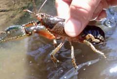Euastacus