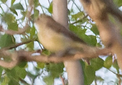Microeca flavigaster
