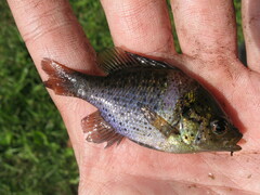 Lepomis punctatus