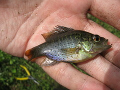 Lepomis punctatus