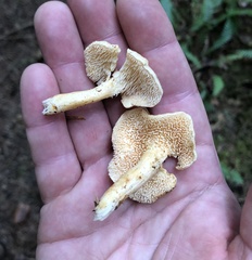Hydnum oregonense